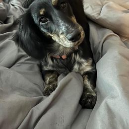 Dachshund All Grown Up from Lone Star Longhair Dachshunds