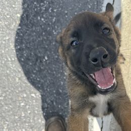 Belgian Malinois from Minimal Mal