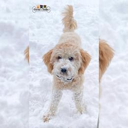 Goldendoodle and Shihpoo Puppies from Stormie's Doodles