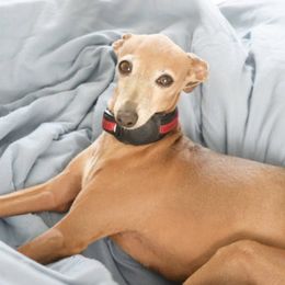 Milu - Italian Greyhound