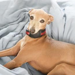Milu - Italian Greyhound