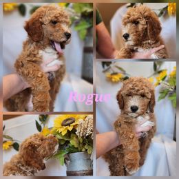 Rogue - Parti female Goldendoodle puppy in Goodyear, Arizona from The Earl Dood(le)s