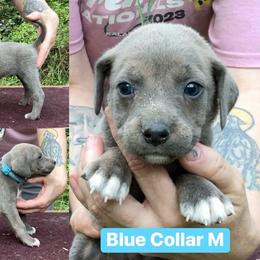 Blue Collar M - Blue male Mountain Cur puppy in Georgetown, Ohio from Walnut Ridge Mountain Curs