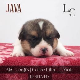 Java - Black and tan male Pembroke Welsh Corgi puppy in Pine Village, Indiana from NL Horsemanship