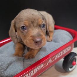 Bear - Dapple male Dachshund puppy in Ogden, Utah from Ollie'n'Nara