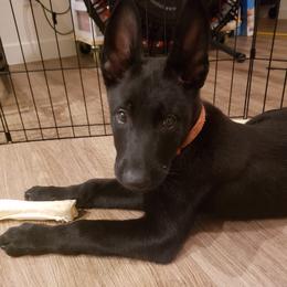 Orange Collar - Black male Belgian Malinois puppy in Mesa, Arizona from Sun Valley Malinois