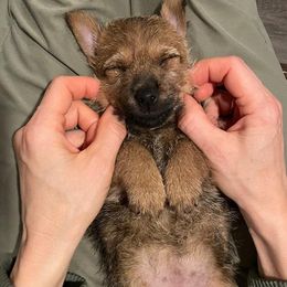Norwich Terrier Puppies from Yellow Mountain Norwich