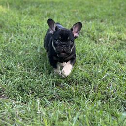 French Bulldog Puppies from Small Batch Frenchies
