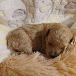 Autumn Sunshyne - Apricot male Poodle puppy in North Carolina from Faithful Hearts Kennel