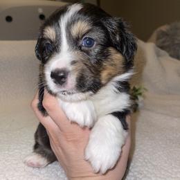 Pembroke Welsh Corgi Puppies from MG Corgis