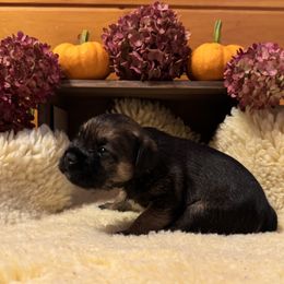 Boy 3 - Grizzle and tan male Border Terrier puppy in Hopkinton, Rhode Island from Small Wonders
