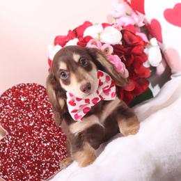 Hershie - Chocolate and cream male Dachshund puppy in Woodbine, Georgia from Bowdachs Cream Pies
