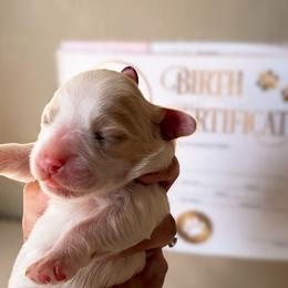First born - Gold and white male Cavatzu puppy in Turlock, California from Charming Woofs