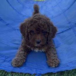 Goldendoodle Puppies from Anna Liu