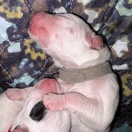 Smoke - White and black female Dalmatian puppy in Des Moines, Iowa from Spot Splattered Dalmatians