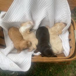 Dachshund puppies from A&W Doxies