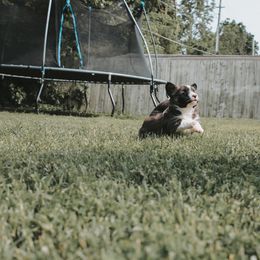 American Corgi and Pembroke Welsh Corgi Puppies from Witch Creek Corgis