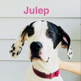 Julep - Black and white female Great Dane puppy in Gonzales, Louisiana from Anstatt House Of Danes