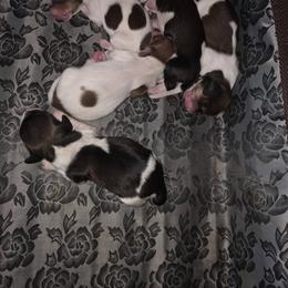Dachshund Puppies from Wiener Works Co.
