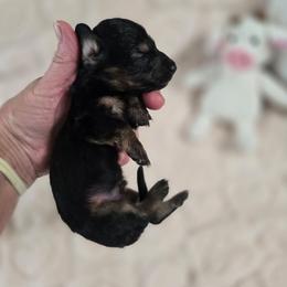 Bam-bam - Black and tan male Dachshund puppy in Nine Mile Falls, Washington from River Run Doxies