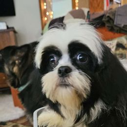 Cindy Bear - Lhasa Apso puppy from Absosengkye Kennel