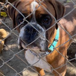 Boxer Puppies from Sand Creek Boxer Kennel