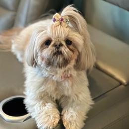 Mystic - Blue female Shih Tzu puppy in Kettering, Ohio from LaDawn’s Little Lions