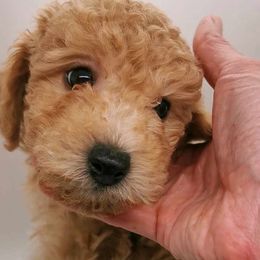 Maltipoo Puppies from Cupcake Cuties