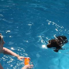 Irish Water Spaniel and Manchester Terrier Puppies from Coltsfoot Farm