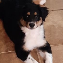 Australian Shepherds from Oxford Aussies