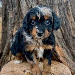 Scarpa - Blue merle female Assorted Doodle Crosses puppy in Randolph, Utah from Dry Canyon Pups