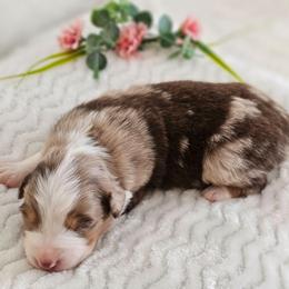 Roanie - Red merle female Australian Shepherd puppy in Mountain Grove, Missouri from K Bar H Farms
