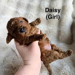Daisy - Red female Cavapoo puppy in Grants Pass, Oregon from Climate City Cavapoos