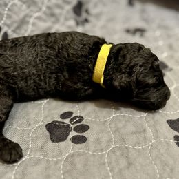 Girl 2 - Poodle puppy in Appleton, Wisconsin from Aspenwood Standard Poodles