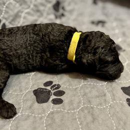 Girl 2 - Poodle puppy in Appleton, Wisconsin from Aspenwood Standard Poodles