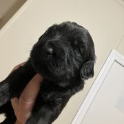 Whoodle Puppies from RockyRiverPups