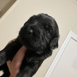 Whoodle Puppies from RockyRiverPups