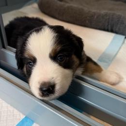 Onyx - Black tri male Miniature American Shepherd puppy in Phoenix, Arizona from Outlaw Minis