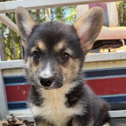 Winnie of Transylvania - Black and tan female American Corgi puppy in Grants Pass, Oregon from KnR Antler Dogs ~ Labrador Retrievers & Corgis