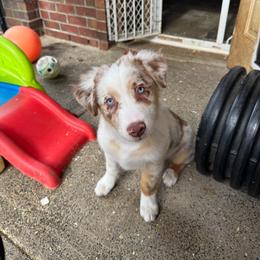 Girl 6 Purple Collar Blue Eyes - Red merle female Australian Shepherd puppy in Washington from LIT Australian Shepherds