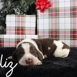 Feliz - Liver white and tan male English Springer Spaniel puppy in Barnstead, New Hampshire from C & S Farms