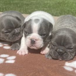 French Bulldogs from Ball House Frenchies