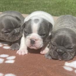 French Bulldogs from Ball House Frenchies