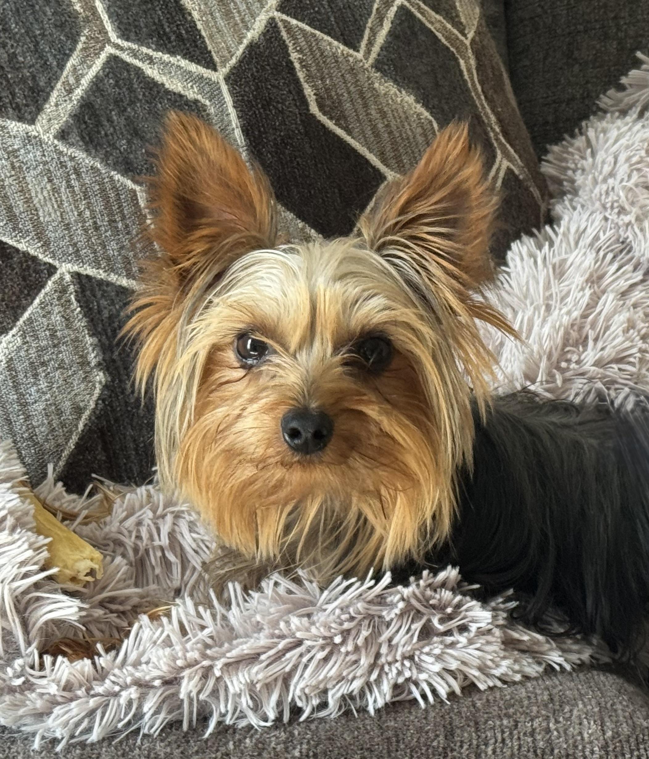 Toby
