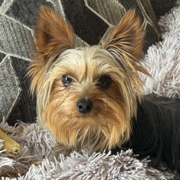 Toby - Yorkshire Terrier