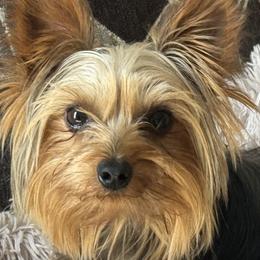 Toby - Yorkshire Terrier