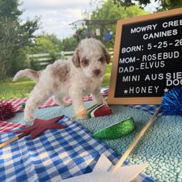 Honey - Apricot female Aussiedoodle puppy in Hopkins, Missouri from Mowry Creek Mini Aussiedoodles and More