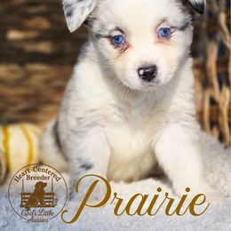 Prairie - Blue merle female Australian Shepherd puppy in Ennis, Texas from God’s Little Aussies