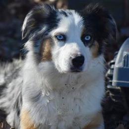 Miniature Australian Shepherds and Toy Australian Shepherds from Rhinestone Ranch