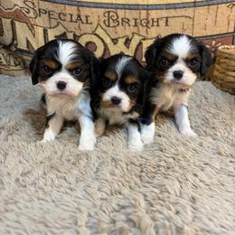 Girl 1 - Tri-color female Cavalier King Charles Spaniel puppy in Sandstone, Minnesota from Peaceful Garden Cavaliers
